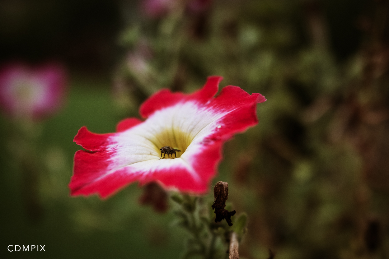 cdmpix-18mm-1