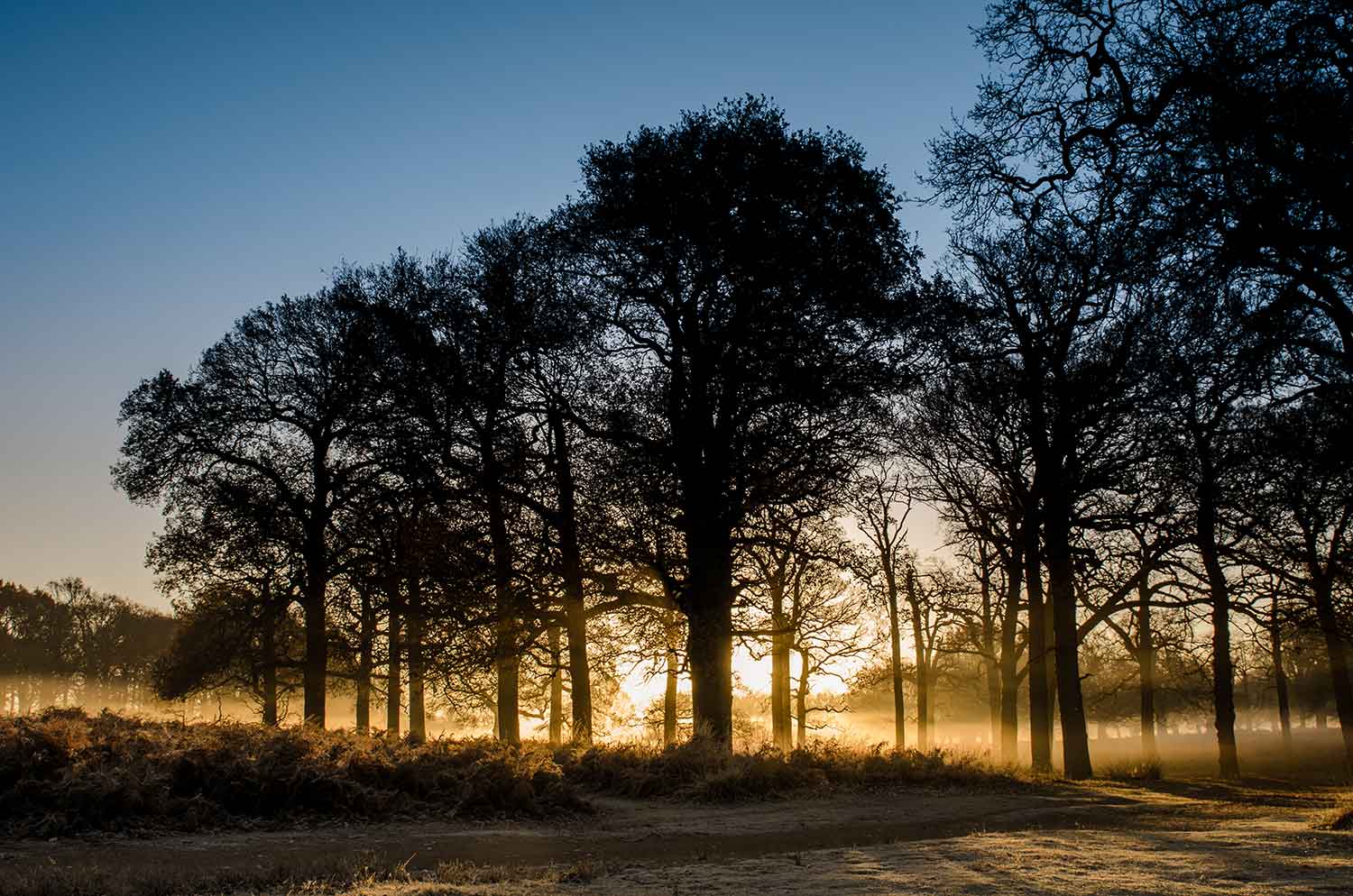sunrise-richmond-park-2 Richmond Park